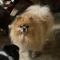 Sky, a female Pomeranian for sale in Cass City, MI – Photo 2 of 2