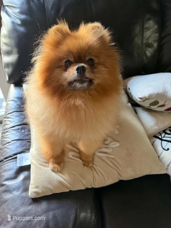 Bridgett, a female Pomeranian for sale in Cass City, MI – 1 of 1