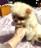 processed/5e34aeba-baf6-4310-9104-ac5a9f6f83c2/listing/de9c62e0-c3e2-4414-8f60-30d8ec21450f/381ddff8-5e5c-4f9f-ada2-8690708c6fca