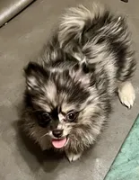 Jingle, a male Pomchi for sale in Cass City, MI – Photo 4 of 4