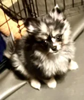 Jingle, a male Pomchi for sale in Cass City, MI – Photo 1 of 4