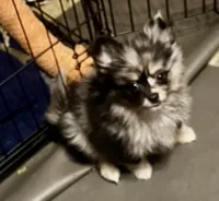 Jingle, a male Pomchi for sale in Cass City, MI – Photo 3 of 4