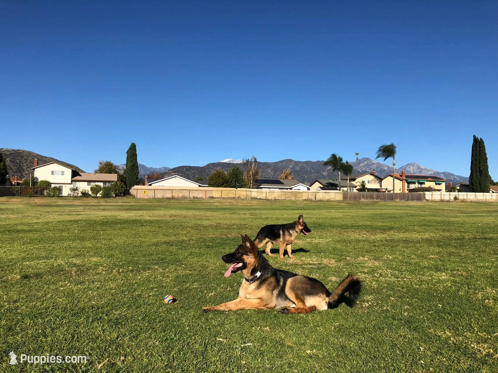 Bingo , a male German Shepherd Dog for sale in La Verne, CA – Photo 6 of 6