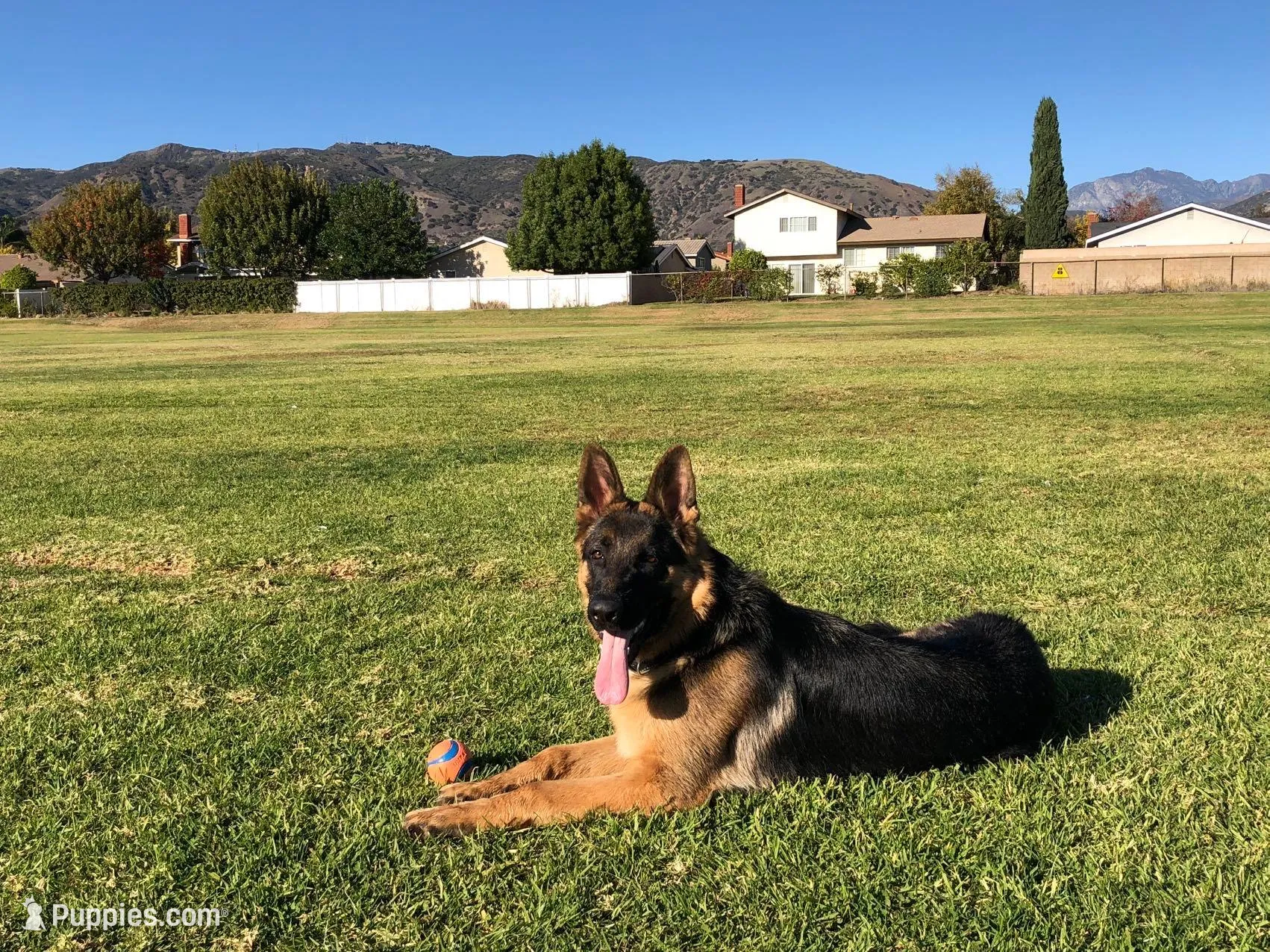 Bingo , a male German Shepherd Dog for sale in La Verne, CA – Photo 5 of 6