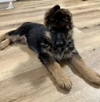 Bingo , a male German Shepherd Dog for sale in La Verne, CA – Photo 1 of 6