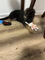 Bingo , a male German Shepherd Dog for sale in La Verne, CA – Photo 2 of 6