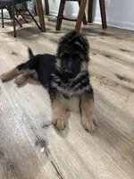 Bingo , a male German Shepherd Dog for sale in La Verne, CA – Photo 3 of 6