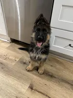 Bingo , a male German Shepherd Dog for sale in La Verne, CA – Photo 4 of 6