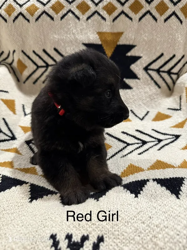 Archer’s Red Girl – German Shepherd Dog puppy for sale in Hartselle, AL