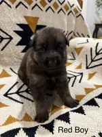 Archer’s Red Boy, a male German Shepherd Dog for sale in Hartselle, AL – 2 of 2