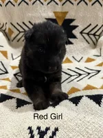 Archer’s Red Girl, a female German Shepherd Dog for sale in Hartselle, AL – 3 of 3