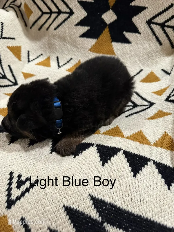 Archer’s Blue Boy – German Shepherd Dog puppy for sale in Hartselle, AL