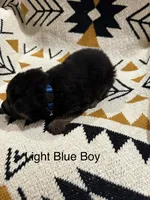 Archer’s Blue Boy, a male German Shepherd Dog for sale in Hartselle, AL – 1 of 2