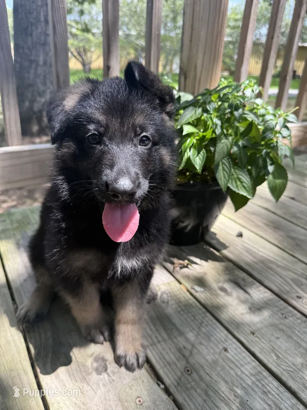 Archer’s Red Girl – German Shepherd Dog puppy for sale in Hartselle, AL