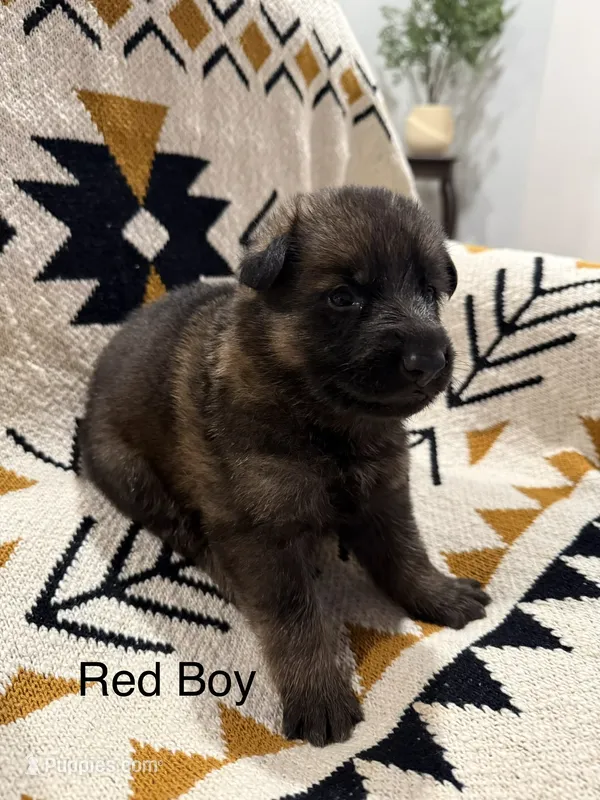 Archer’s Red Boy – German Shepherd Dog puppy for sale in Hartselle, AL