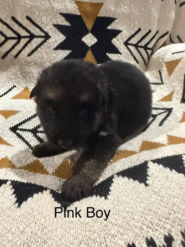 Archer’s Boy – German Shepherd Dog puppy for sale in Hartselle, AL