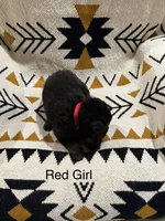 Archer’s Red Girl, a female German Shepherd Dog for sale in Hartselle, AL – 2 of 3