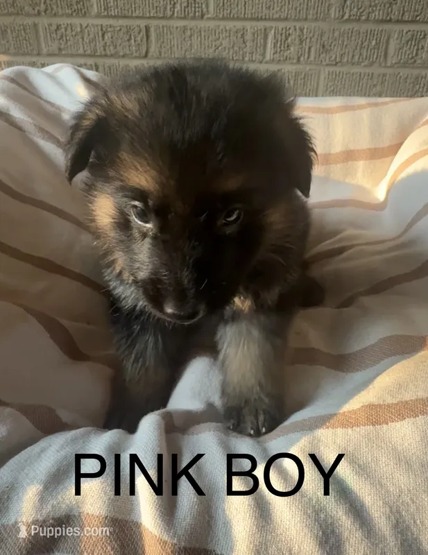 Archer’s Pink Boy – German Shepherd Dog puppy for sale in Hartselle, AL