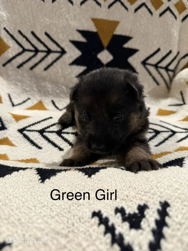 Archer’s Green Girl – German Shepherd Dog puppy for sale in Hartselle, AL
