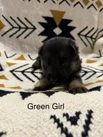 Archer’s Green Girl, a female German Shepherd Dog for sale in Hartselle, AL – 1 of 2