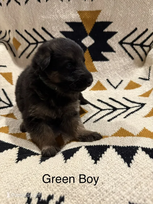Archer’s Green Boy – German Shepherd Dog puppy for sale in Hartselle, AL