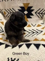 Archer’s Green Boy, a male German Shepherd Dog for sale in Hartselle, AL – 1 of 2