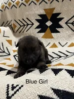 Archer’s Blue Girl, a female German Shepherd Dog for sale in Hartselle, AL – 2 of 2