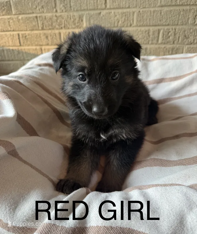 Archer’s Red Girl – German Shepherd Dog puppy for sale in Hartselle, AL