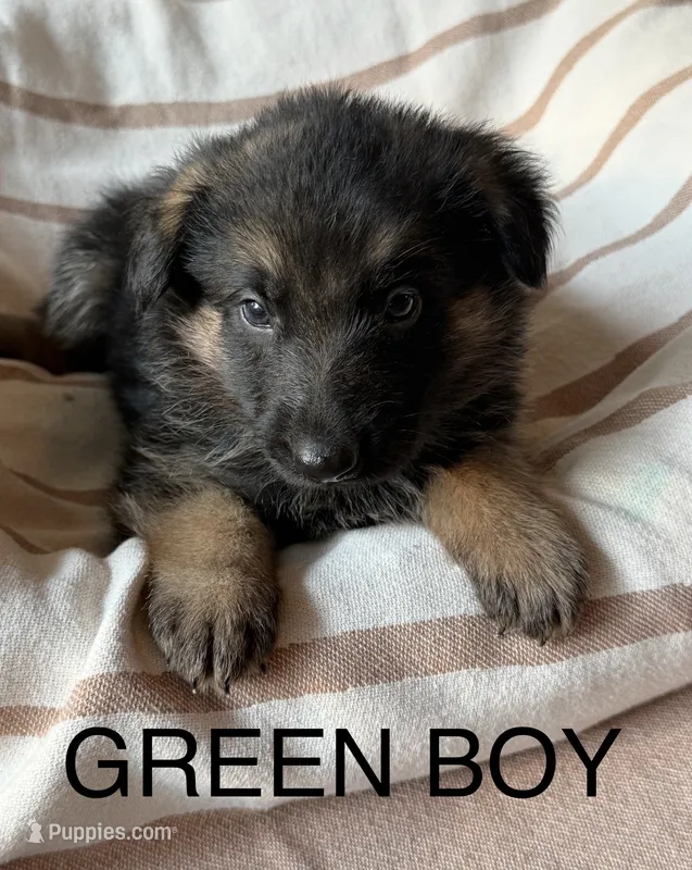 Archer’s Green Boy – German Shepherd Dog puppy for sale in Hartselle, AL