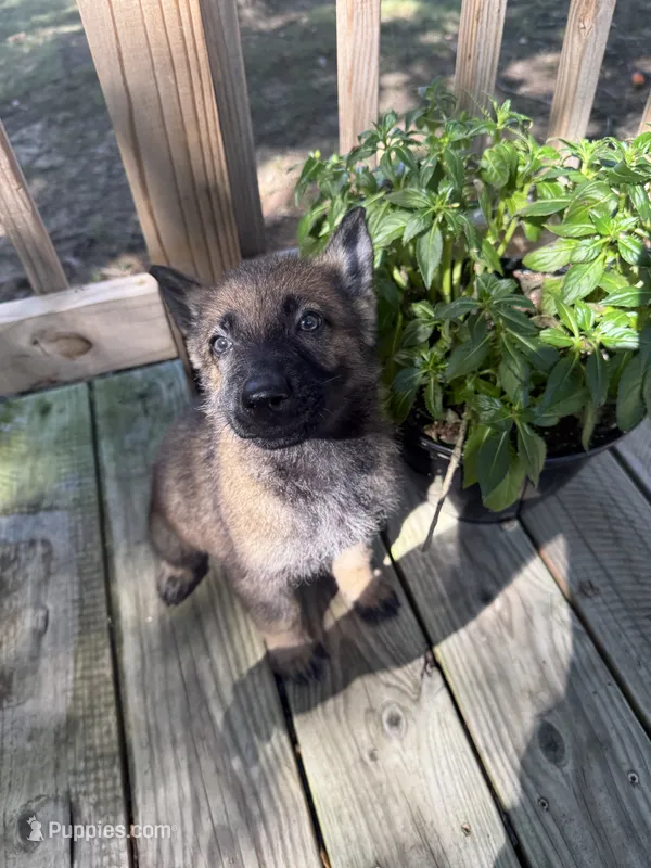 Archer’s Blue Girl – German Shepherd Dog puppy for sale in Hartselle, AL