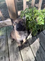 Archer’s Blue Girl, a female German Shepherd Dog for sale in Hartselle, AL – 1 of 4