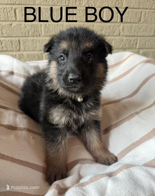 Archer’s Blue Boy – German Shepherd Dog puppy for sale in Hartselle, AL