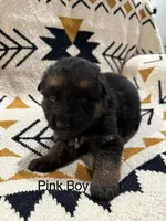 Archer’s Boy, a male German Shepherd Dog for sale in Hartselle, AL – 2 of 2