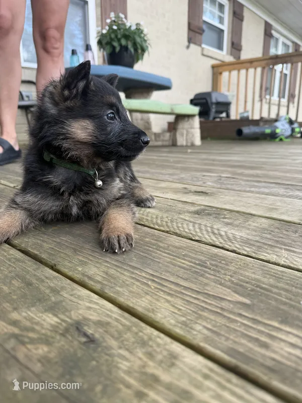 Archer’s Green Girl – German Shepherd Dog puppy for sale in Hartselle, AL