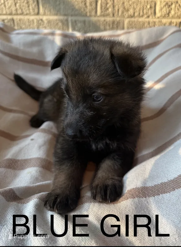 Archer’s Blue Girl – German Shepherd Dog puppy for sale in Hartselle, AL