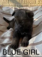 Archer’s Blue Girl, a female German Shepherd Dog for sale in Hartselle, AL – 2 of 4