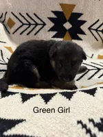 Archer’s Green Girl, a female German Shepherd Dog for sale in Hartselle, AL – 2 of 2