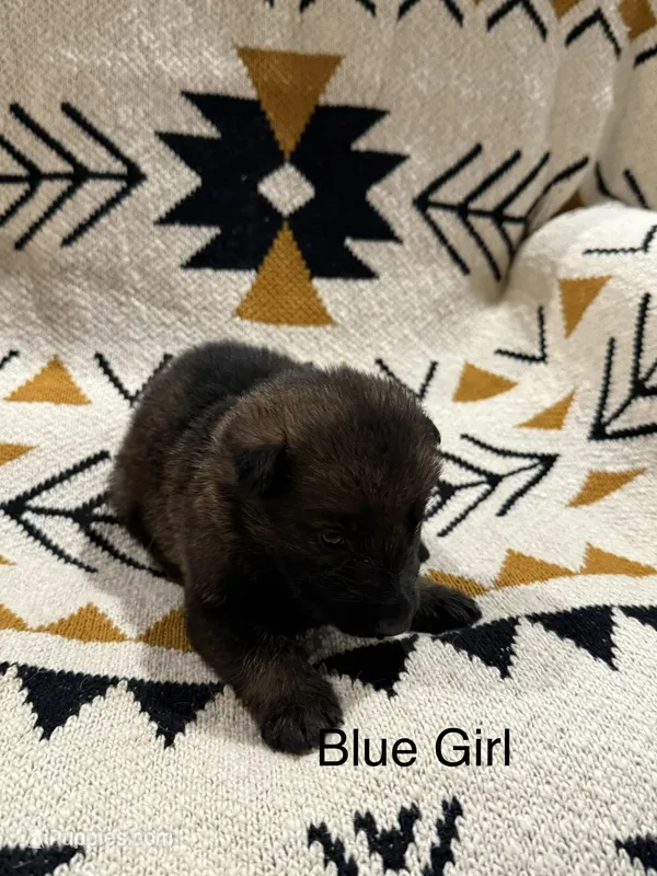 Archer’s Blue Girl – German Shepherd Dog puppy for sale in Hartselle, AL