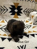 Archer’s Blue Girl, a female German Shepherd Dog for sale in Hartselle, AL – 1 of 2