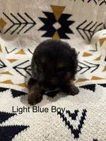 Archer’s Blue Boy, a male German Shepherd Dog for sale in Hartselle, AL – 2 of 2