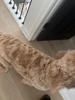 Kenzie, a female Golden Mountain Doodle for sale in Albuquerque, NM – Photo 4 of 4