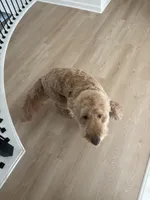 Kenzie, a female Golden Mountain Doodle for sale in Albuquerque, NM – Photo 2 of 4