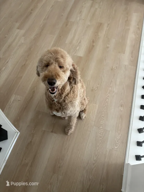 Kenzie – Golden Mountain Doodle puppy for sale in Albuquerque, NM