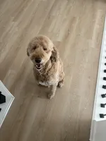 Kenzie, a female Golden Mountain Doodle for sale in Albuquerque, NM – Photo 1 of 4