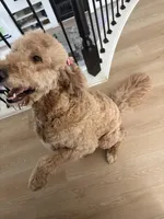 Kenzie, a female Golden Mountain Doodle for sale in Albuquerque, NM – Photo 3 of 4