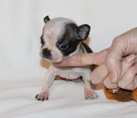 Tan, a male Boston Terrier for sale in Tifton, GA – Photo 3 of 10