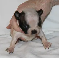 Tan, a male Boston Terrier for sale in Tifton, GA – Photo 6 of 10