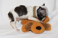 Tan, a male Boston Terrier for sale in Tifton, GA – Photo 5 of 10