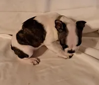 Tan, a male Boston Terrier for sale in Tifton, GA – Photo 2 of 10