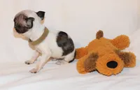 Tan, a male Boston Terrier for sale in Tifton, GA – Photo 4 of 10